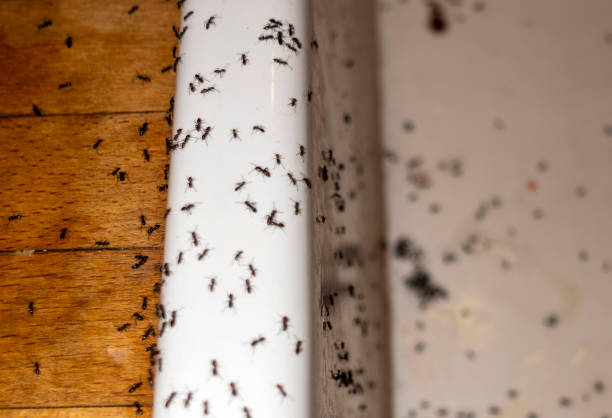 Best Ant Control Services  in Opelika, AL